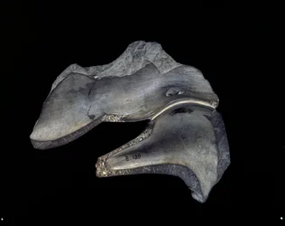 Keerzijde van een fragment van een gesneden schaal met eendmotieven, Vroeg-Dynastieke Periode